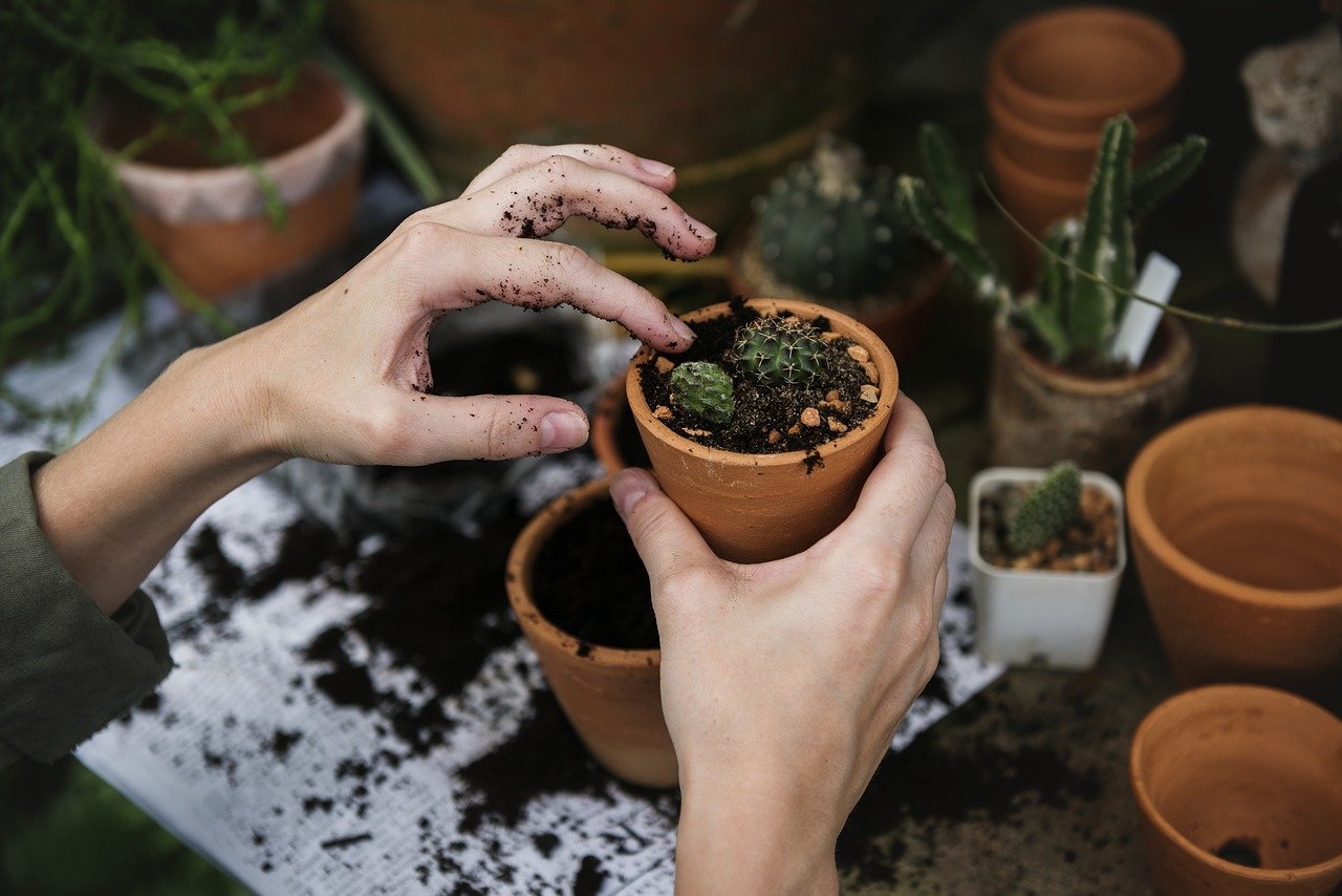 woman holding a potted cactus plant